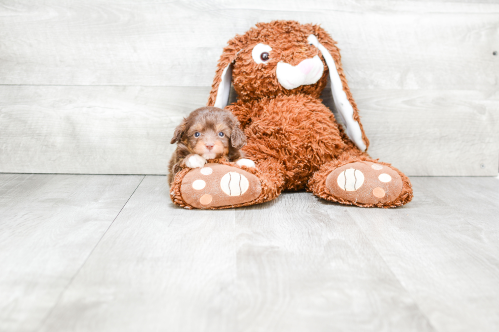 Popular Mini Aussiedoodle Poodle Mix Pup