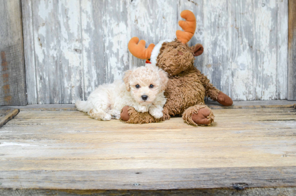 Best Maltipoo Baby