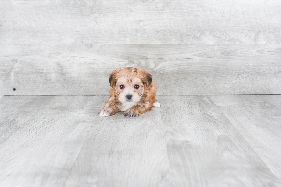 Playful Yorkie Designer Puppy