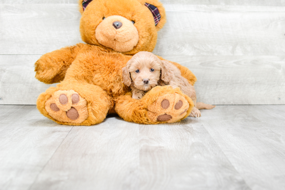 Fluffy Cockapoo Poodle Mix Pup