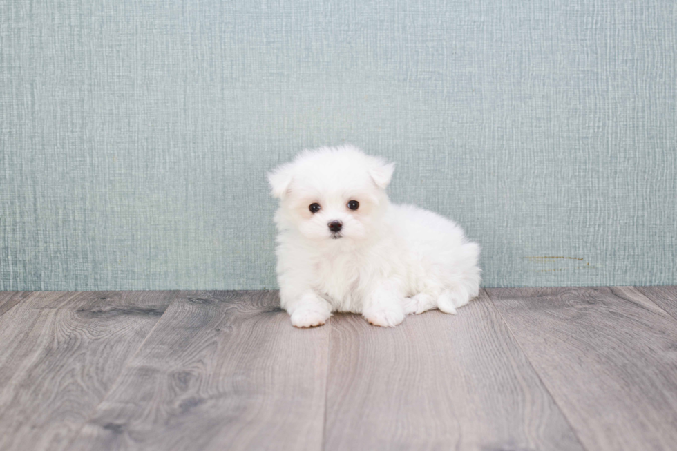 Maltese Pup Being Cute