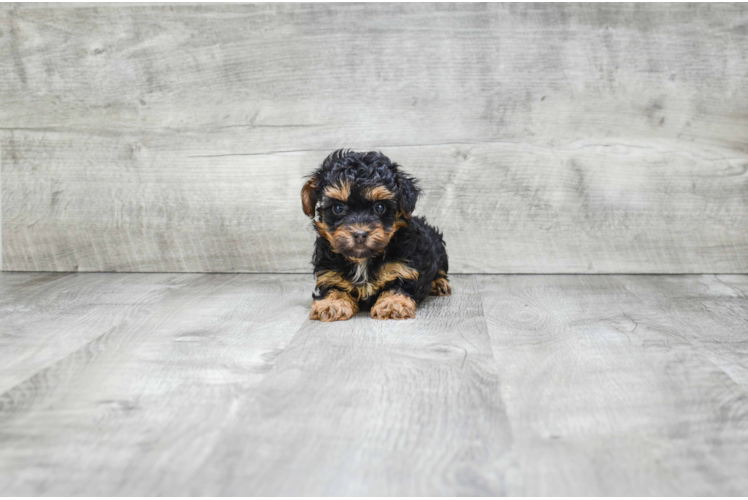 Sweet Yorkie Poo Baby