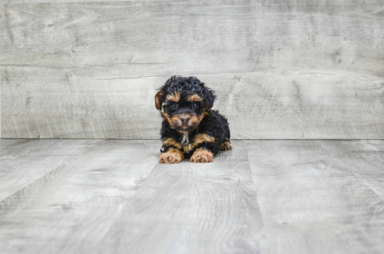 Sweet Yorkie Poo Baby