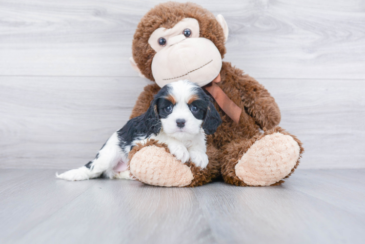 Cavalier King Charles Spaniel Puppy for Adoption