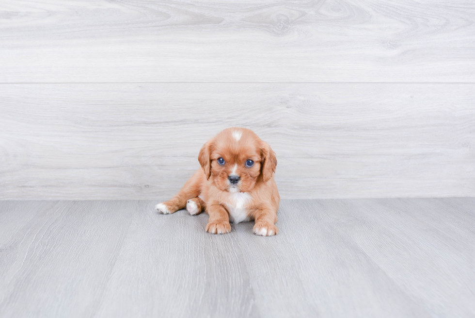 Cavalier King Charles Spaniel Pup Being Cute