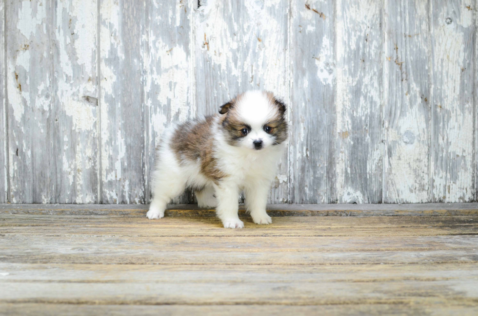 Little Pomeranian Baby