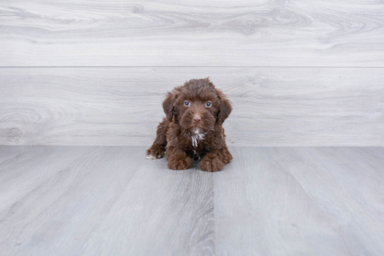 Mini Labradoodle Pup Being Cute