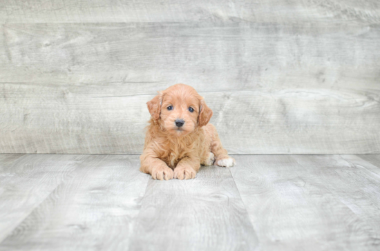 Happy Cockapoo Baby