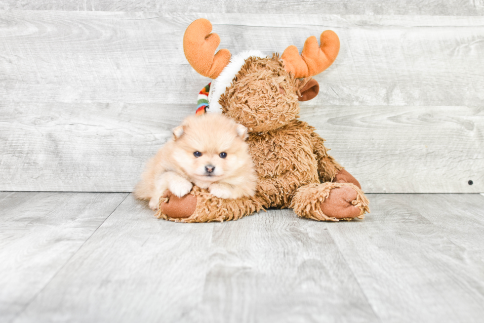 Small Pomeranian Purebred Pup