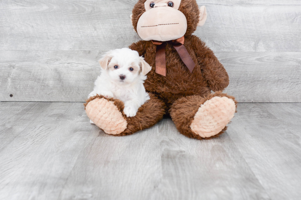 Happy Maltipoo Baby