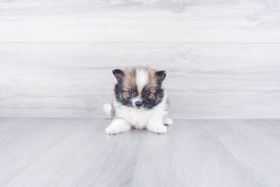 Playful Pomeranian Baby