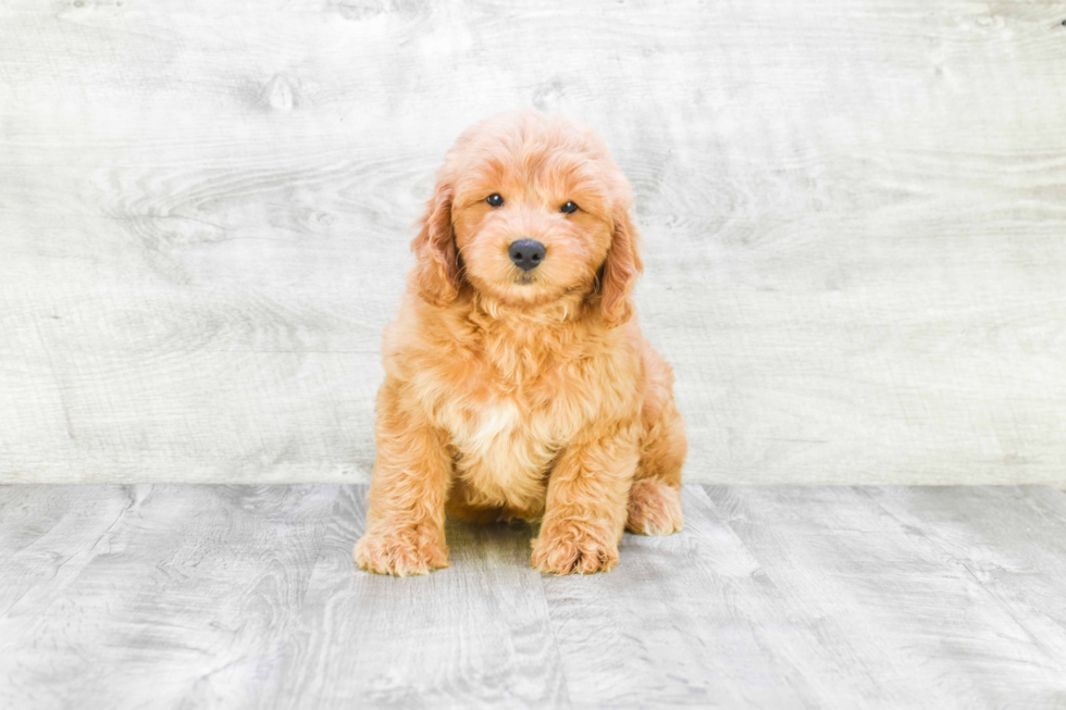 Mini Goldendoodle Pup Being Cute