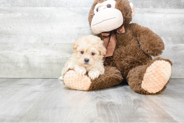 Hypoallergenic Maltese Poodle Poodle Mix Puppy