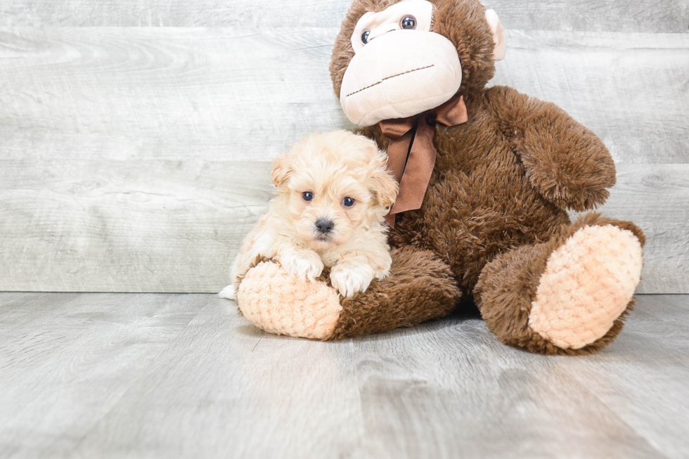 Hypoallergenic Maltese Poodle Poodle Mix Puppy