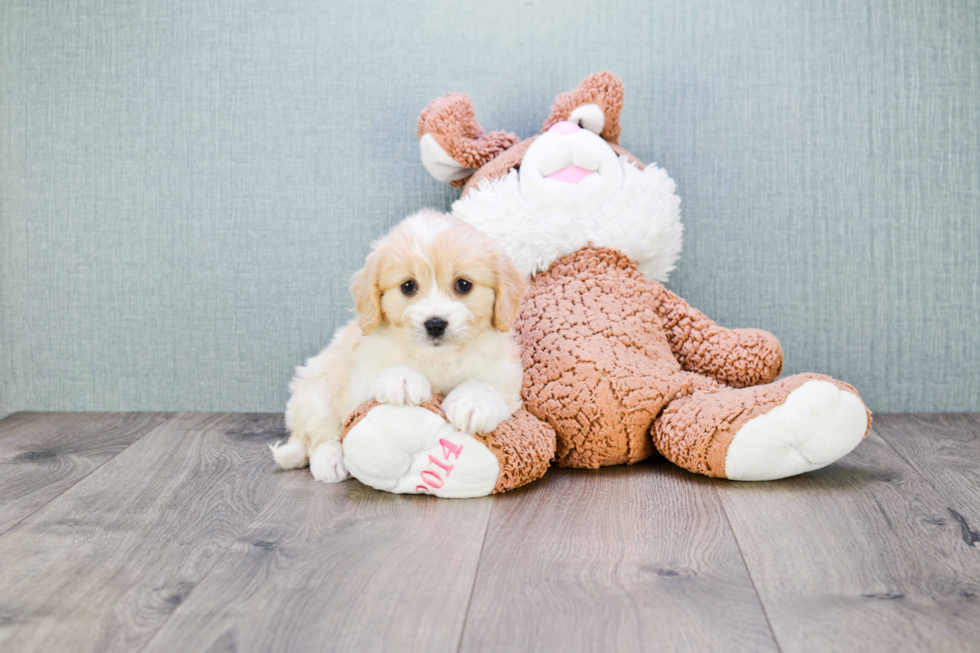 Adorable Cavalier Designer Puppy