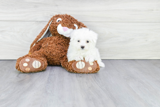 Happy Maltese Purebred Puppy