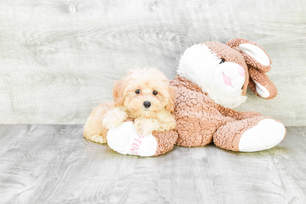 Best Maltipoo Baby