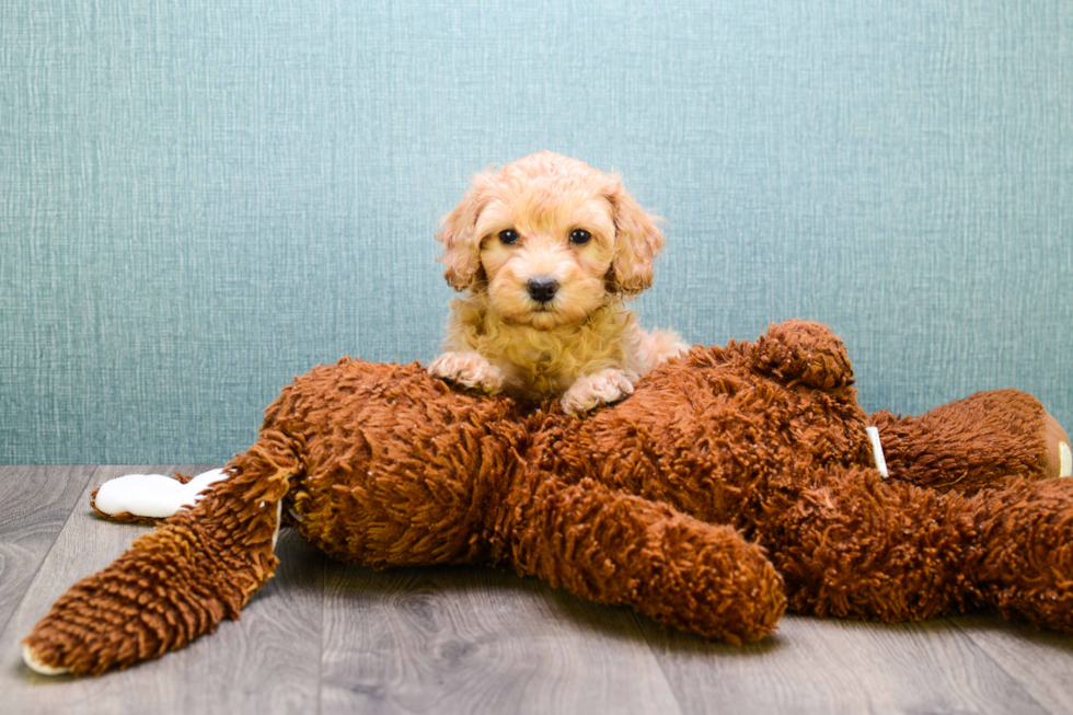 Playful Golden Retriever Poodle Mix Puppy