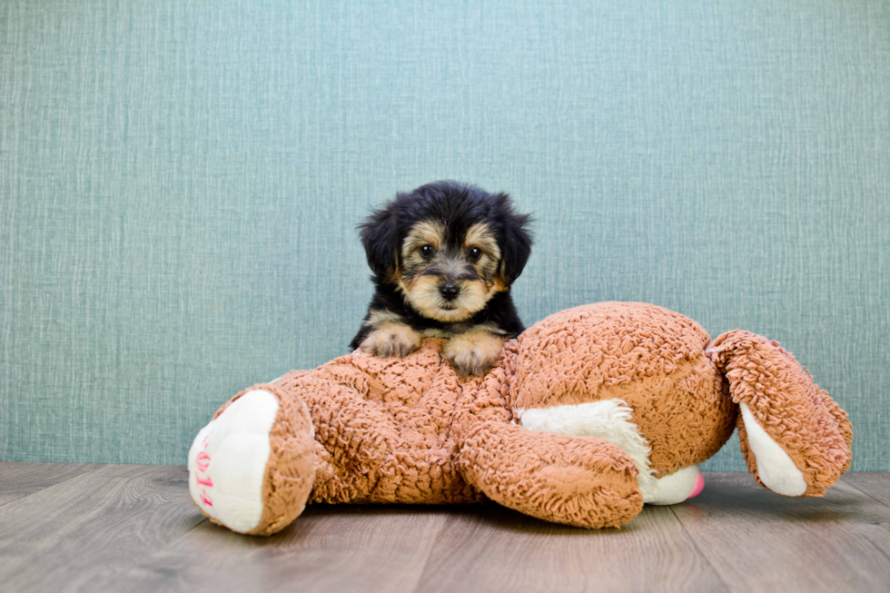 Little Yorkie Designer Puppy