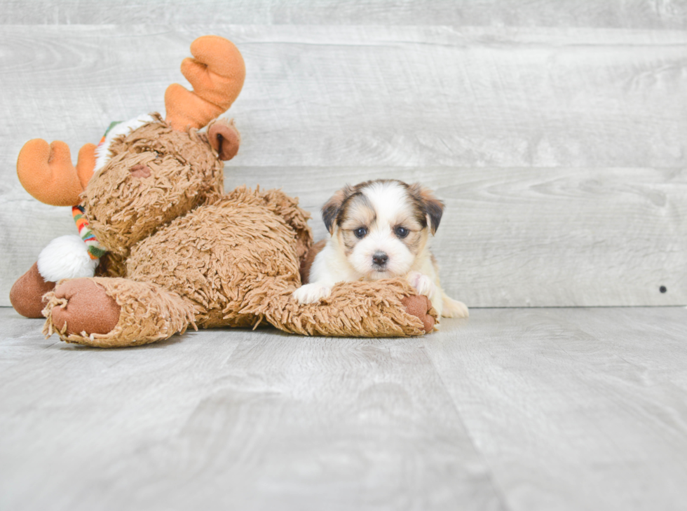 Happy Teddy Bear Baby