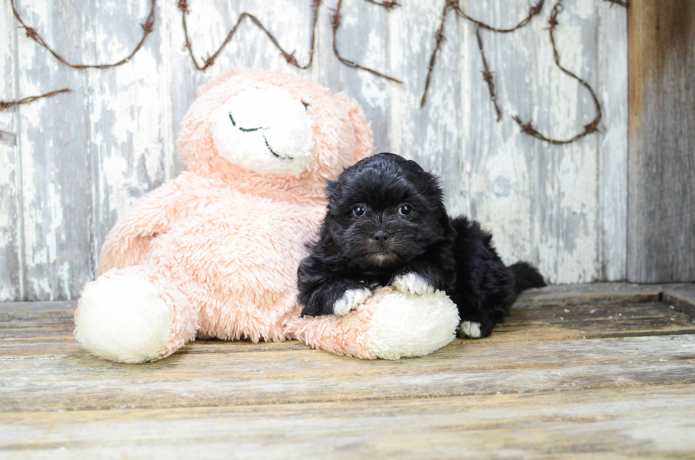 Smart Teddy Bear Designer Pup