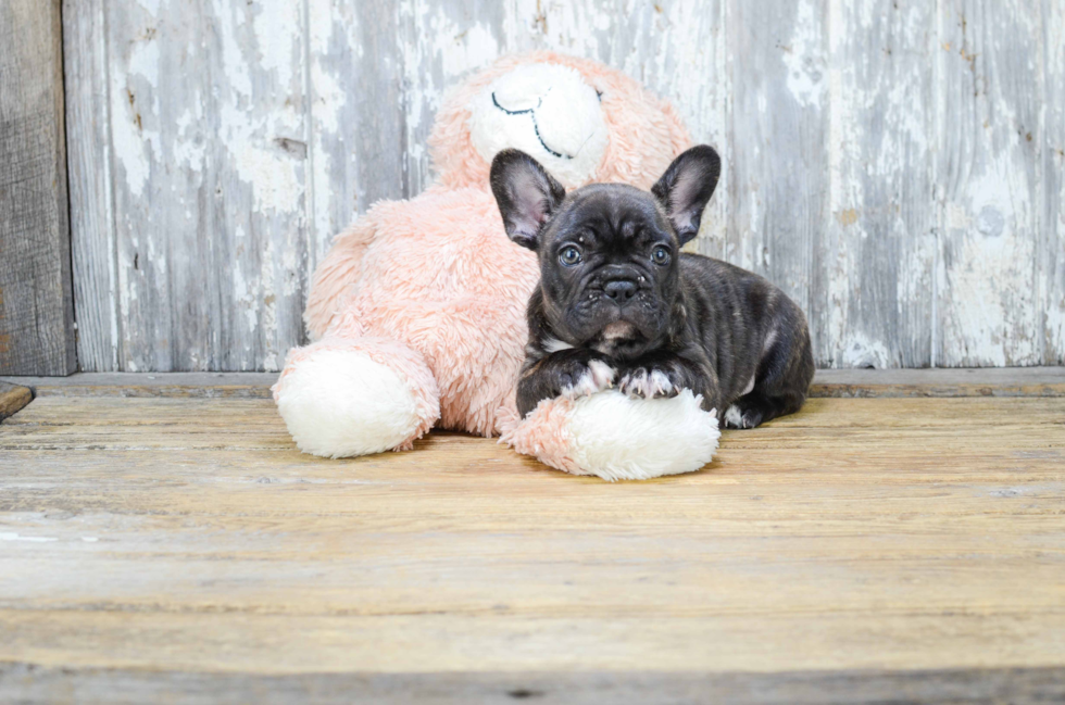 French Bulldog Pup Being Cute