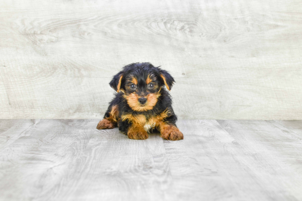 Meet Jeremy - our Yorkshire Terrier Puppy Photo 