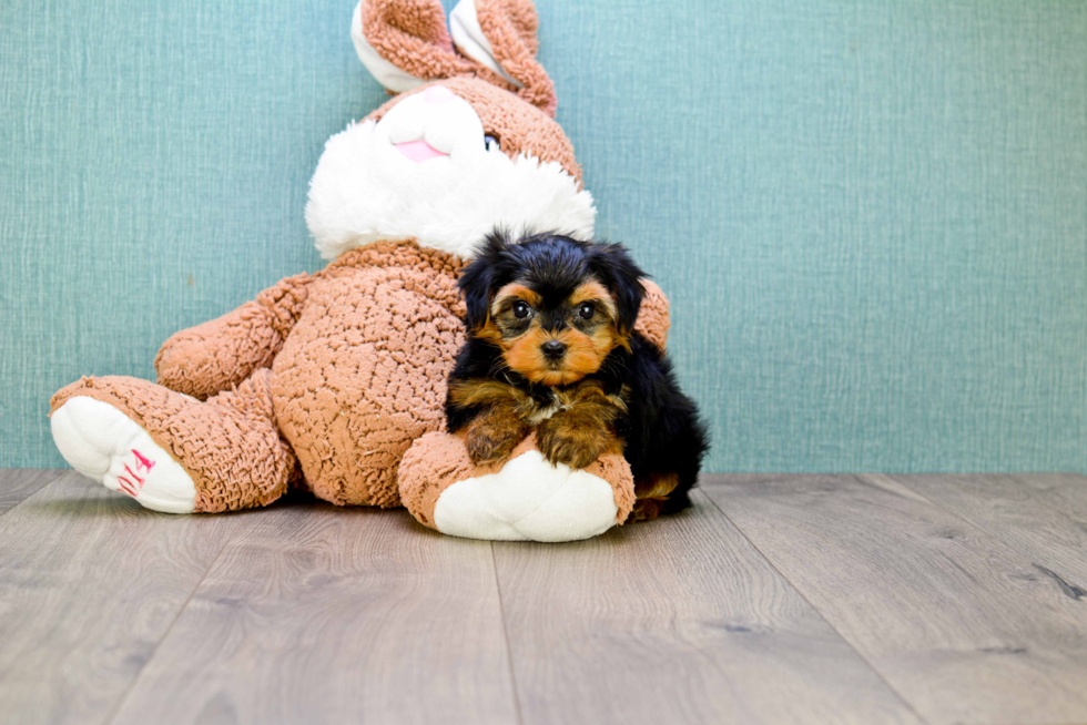 Meet Twinkle - our Yorkshire Terrier Puppy Photo 