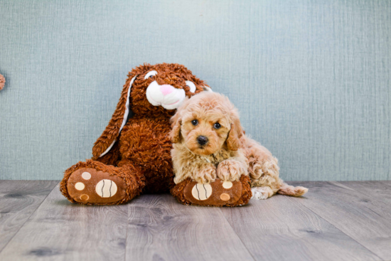 Cavapoo Puppy for Adoption