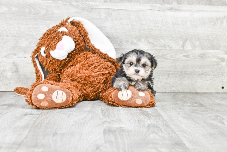 Best Morkie Baby