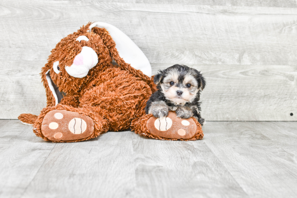 Best Morkie Baby