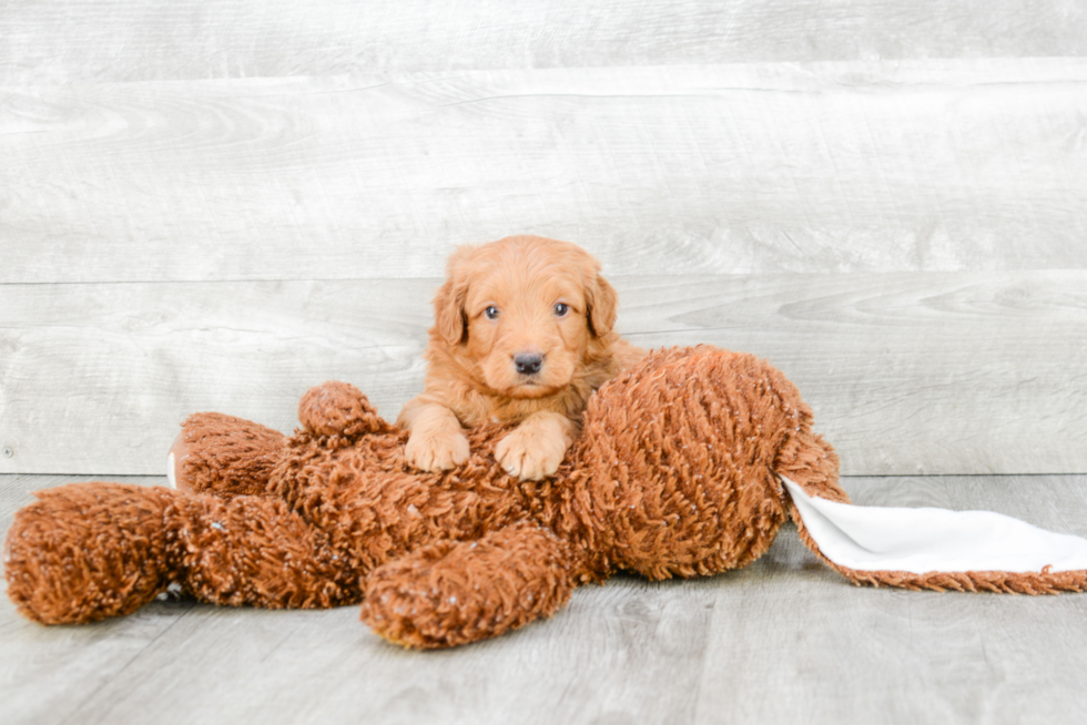 Cute Mini Goldendoodle Baby