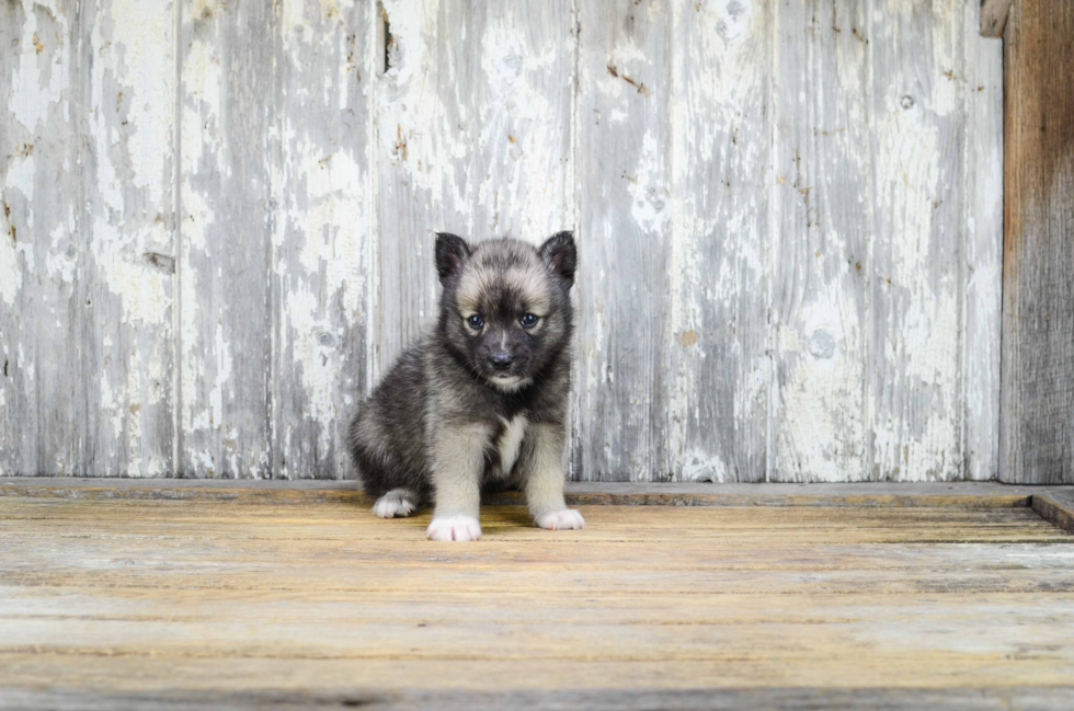 Pomsky Pup Being Cute