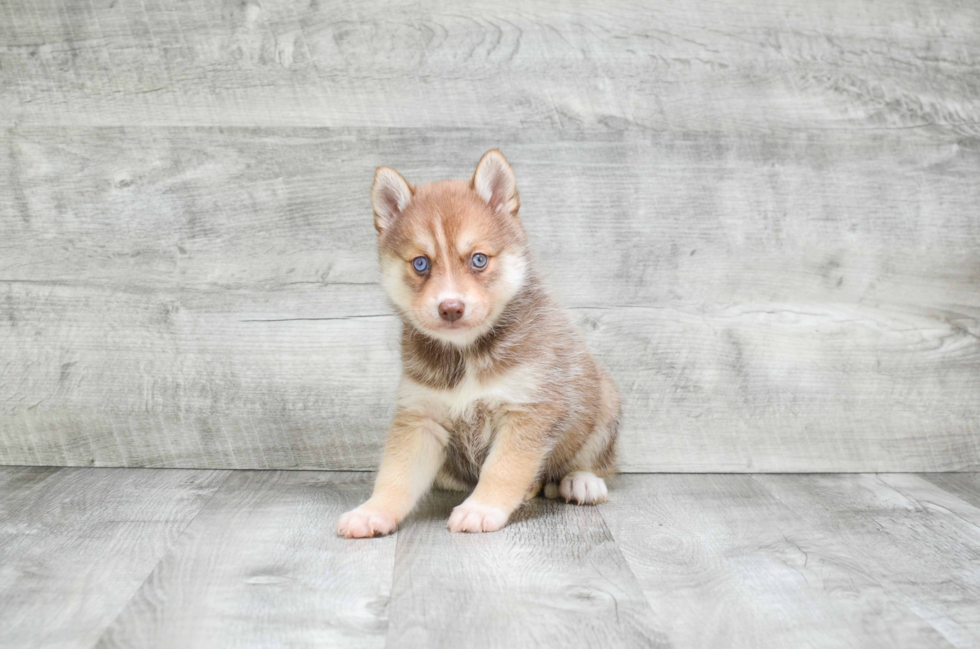 Happy Pomsky Baby