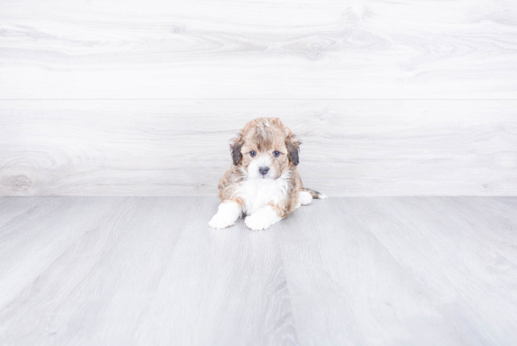 Energetic Mini Berniedoodle Poodle Mix Puppy