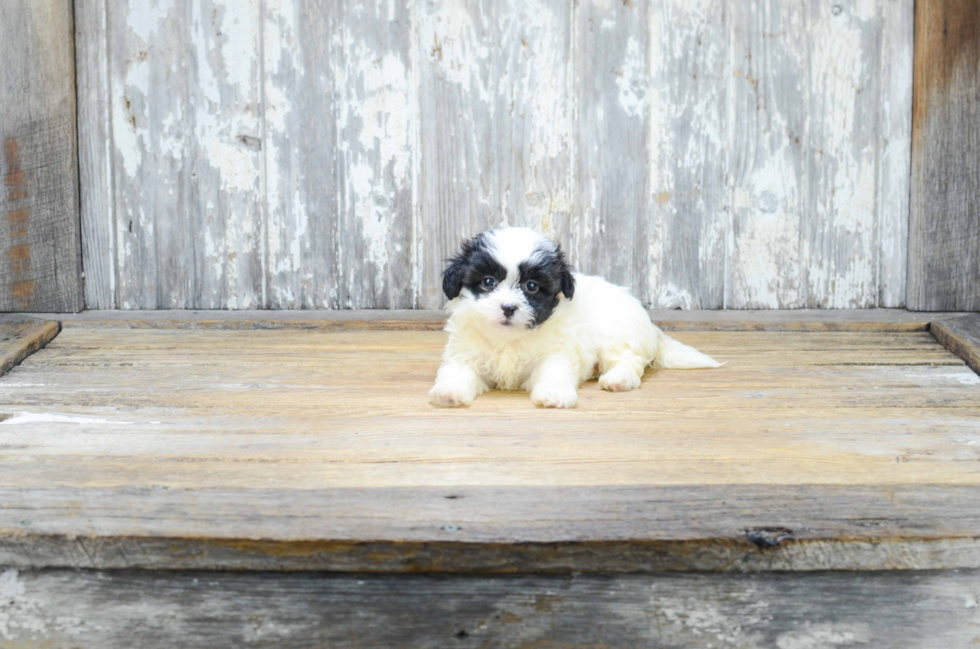 Popular Teddy Bear Designer Pup