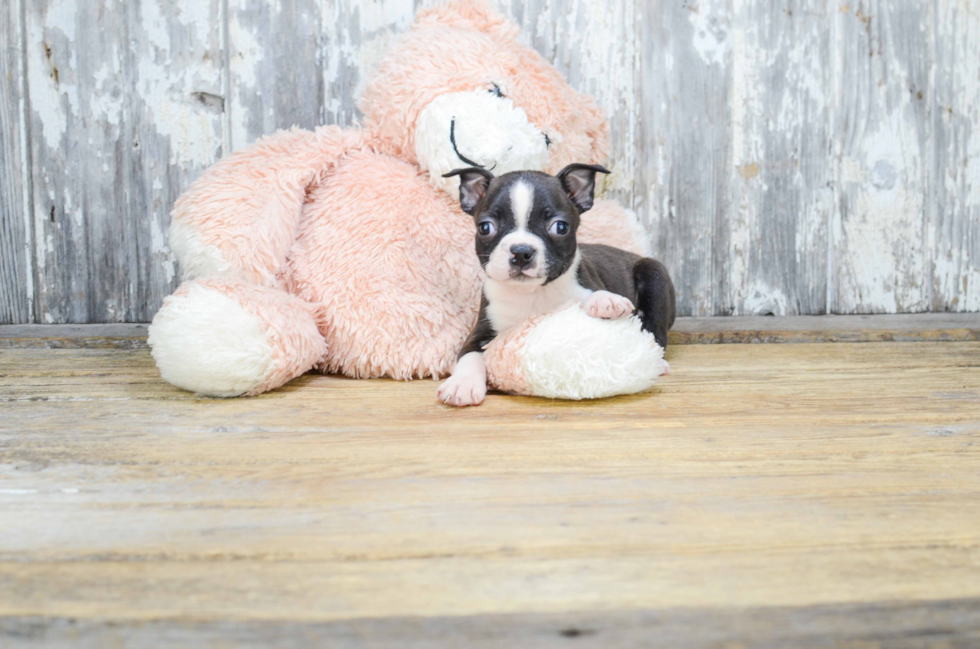 Boston Terrier Pup Being Cute