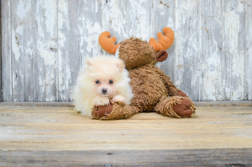 Friendly Pomeranian Baby