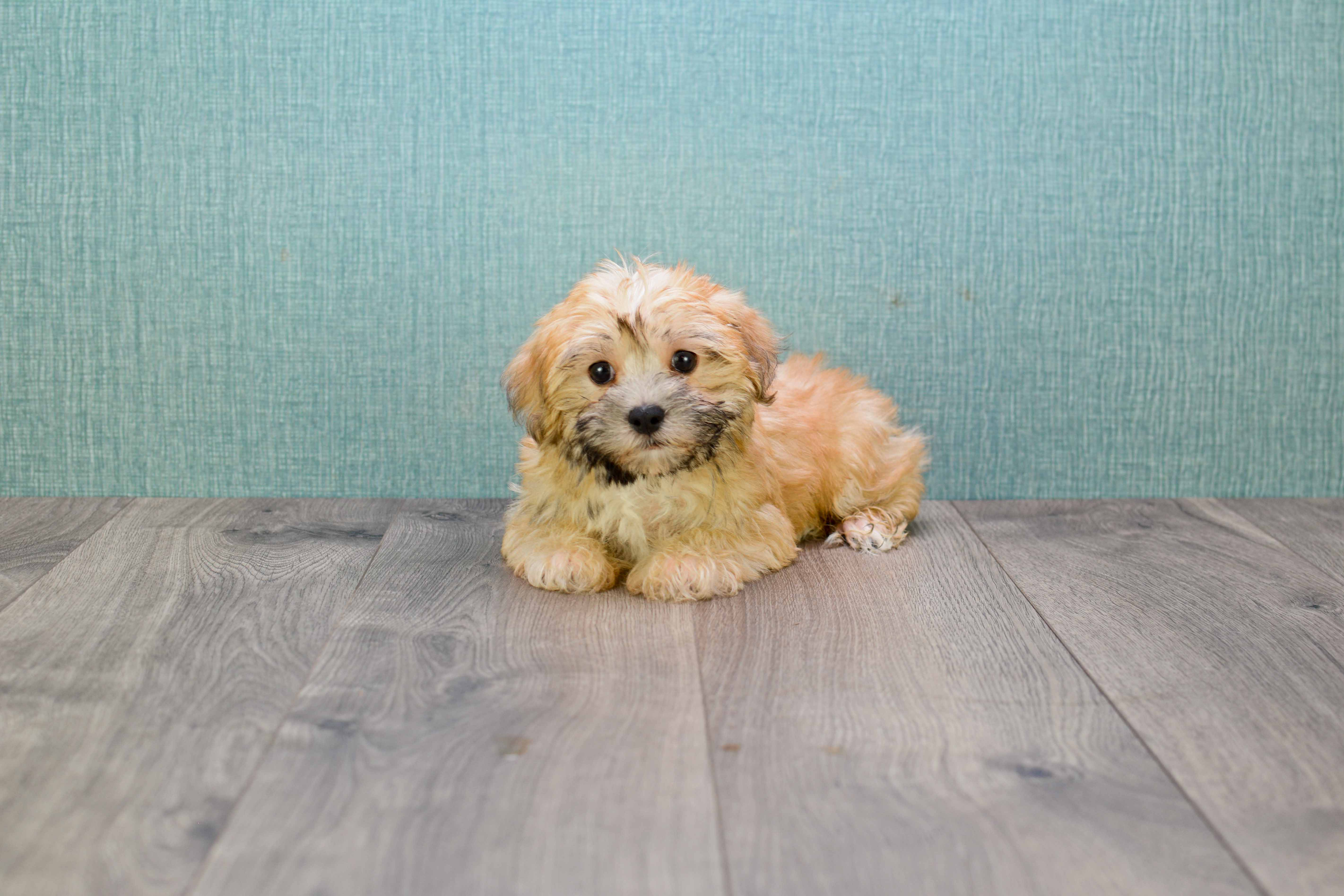 Morkie Puppy for Adoption