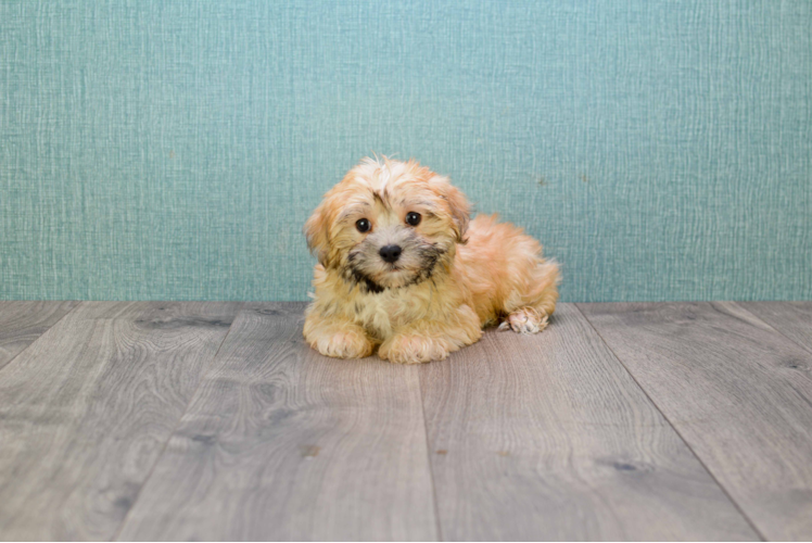 Morkie Puppy for Adoption