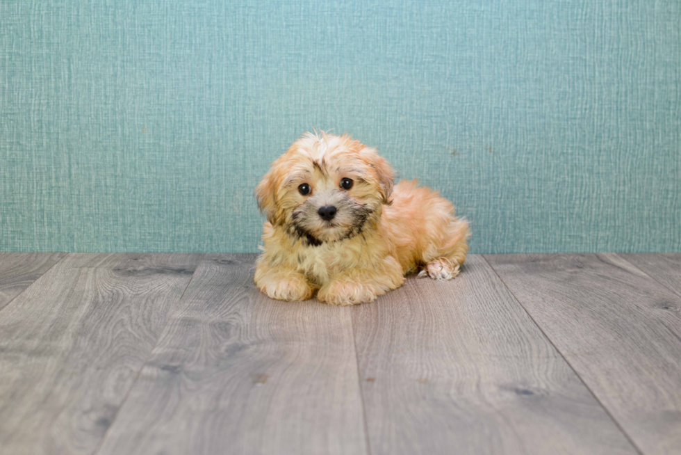 Morkie Puppy for Adoption