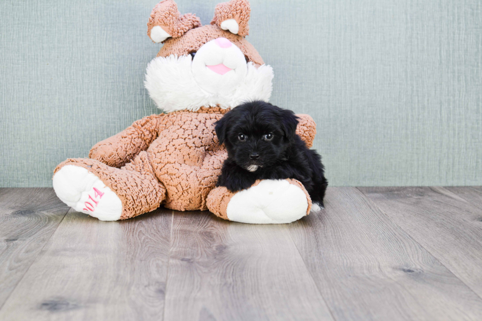 Morkie Puppy for Adoption