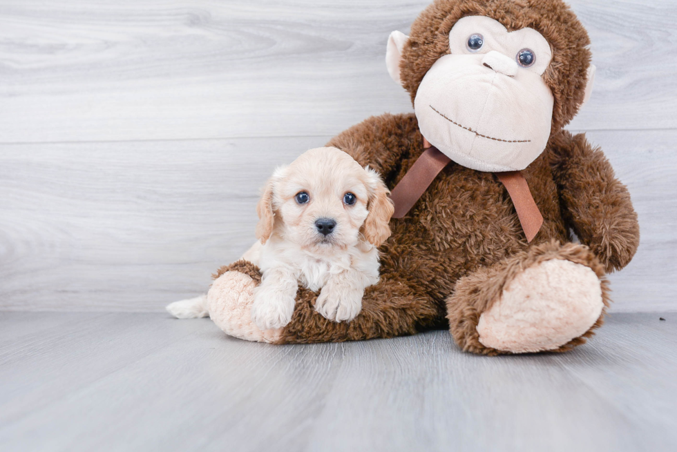 Cavachon Pup Being Cute