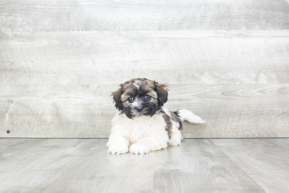 Cute Havanese Purebred Puppy