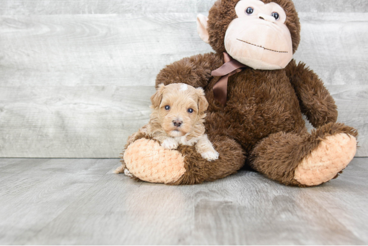 Happy Maltipoo Baby