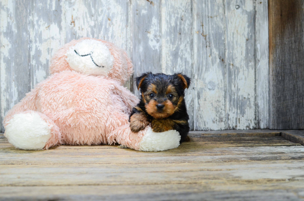 Meet Sandra - our Yorkshire Terrier Puppy Photo 