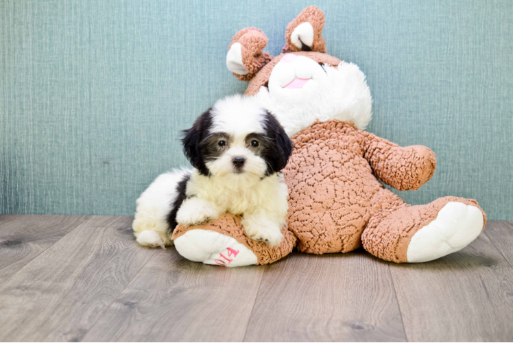 Teddy Bear Pup Being Cute