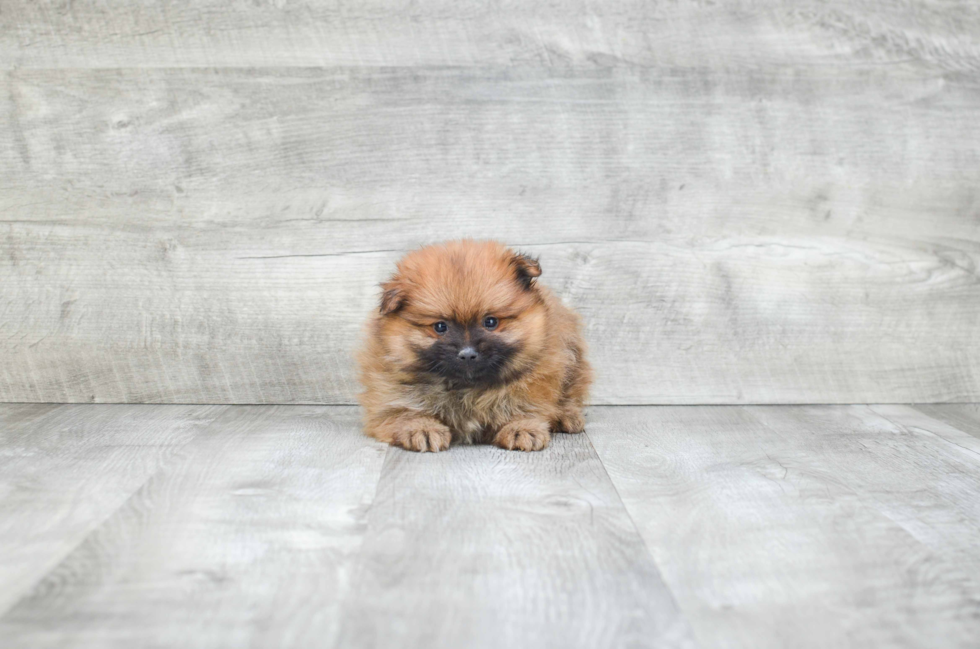 Adorable Pomeranian Purebred Puppy