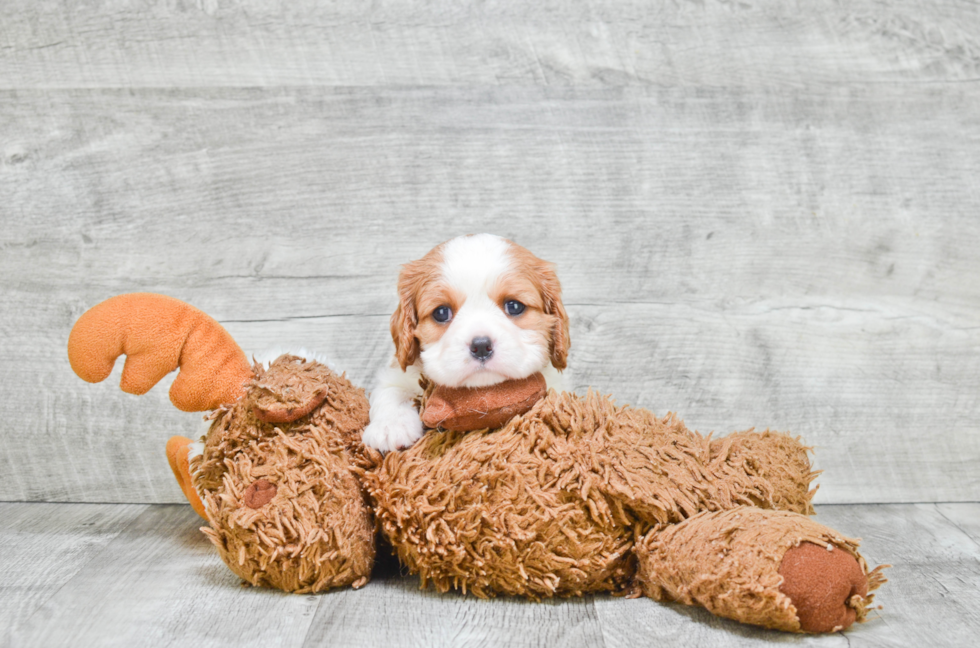 Energetic Cavalier King Charles Spaniel Purebred Puppy