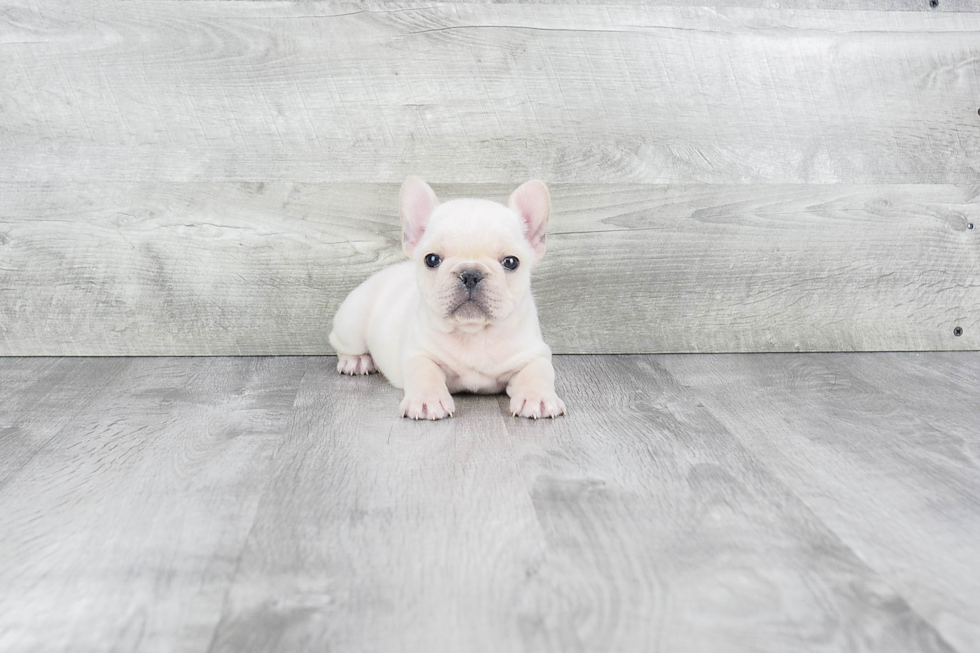 French Bulldog Puppy for Adoption